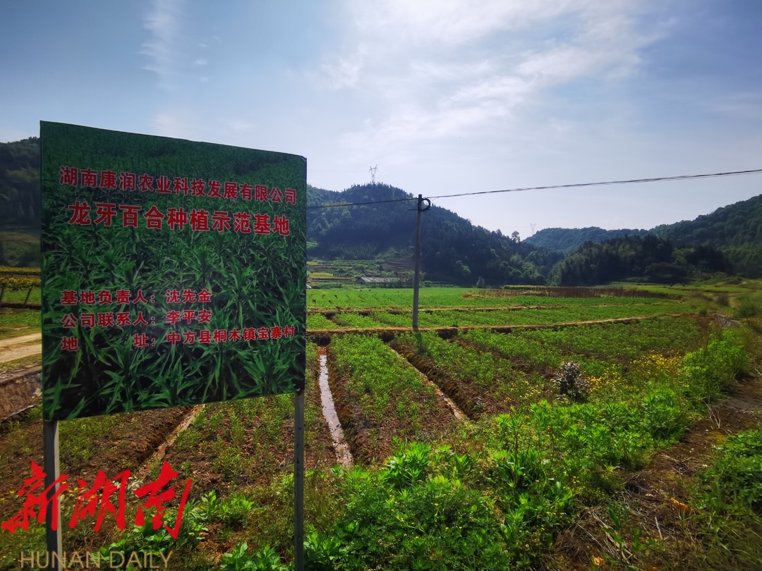 希望的田野|小百合，大產業——湖南康潤農業助力中方縣中藥材生產產業化